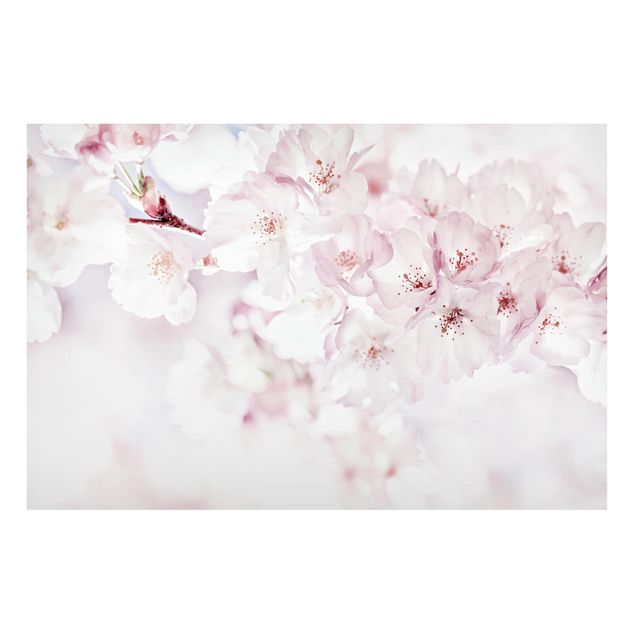 Magnettafel Blumen Ein Kirschblütenhauch