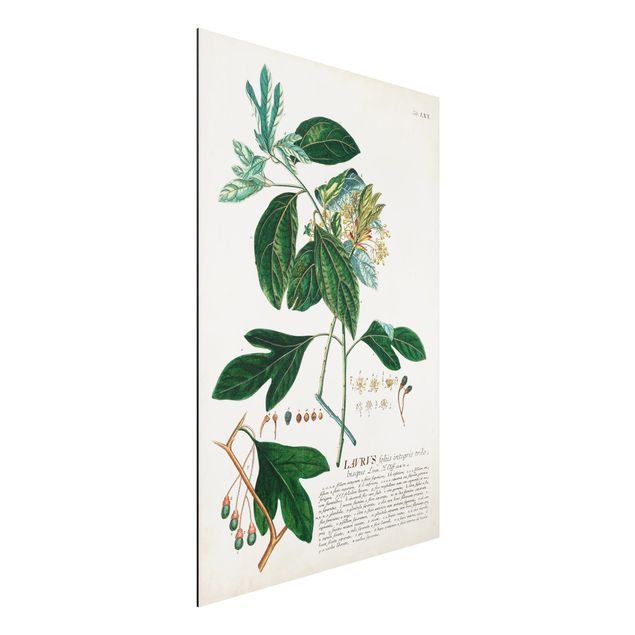 Wandbilder Vintage Botanik Illustration Lorbeer