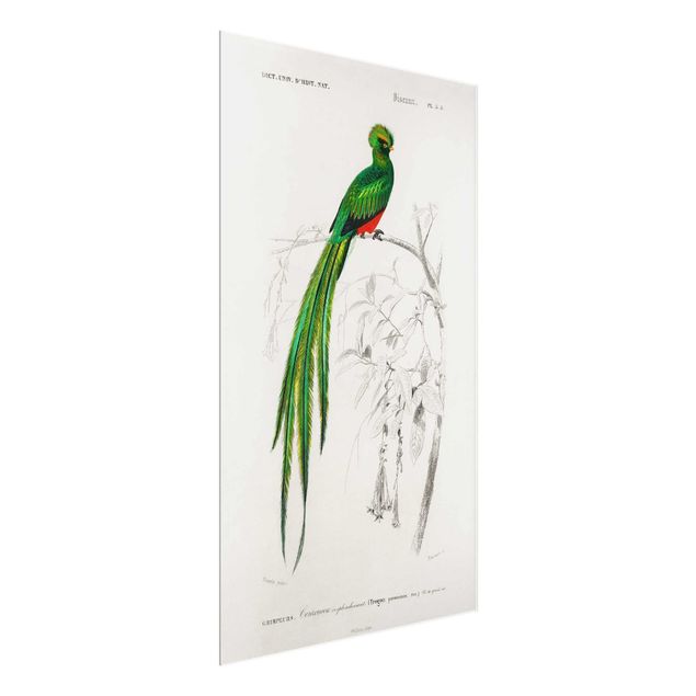 Glasbilder Natur Vintage Lehrtafel Tropischer Vogel I