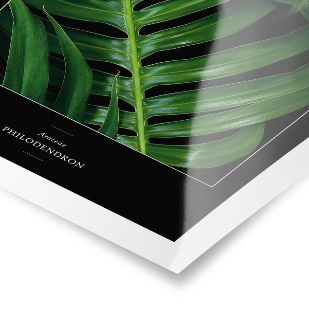 Poster - Tropische Blätter Philodendron - Hochformat 3:2