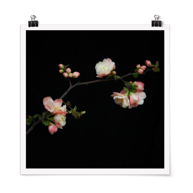 Poster - Blütenzweig Apfelbaum - Quadrat 1:1