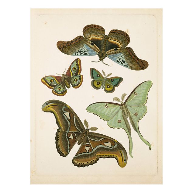 Bilder auf Hartschaumplatte Vintage Illustration Exotische Schmetterlinge II