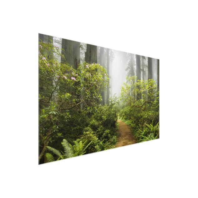 Glasbilder Grün Nebliger Waldpfad