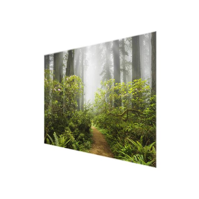 Bilder auf Glas Nebliger Waldpfad