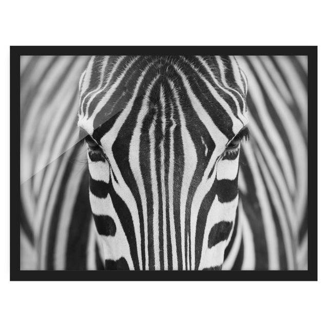 Gerahmte Bilder Zebra Look