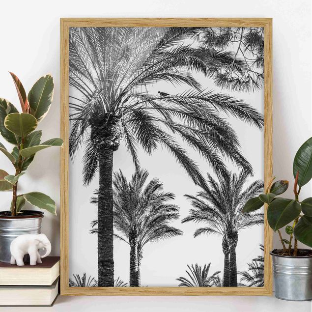 Bilder mit Rahmen Blumen Palmen im Sonnenuntergang Schwarz-Weiß