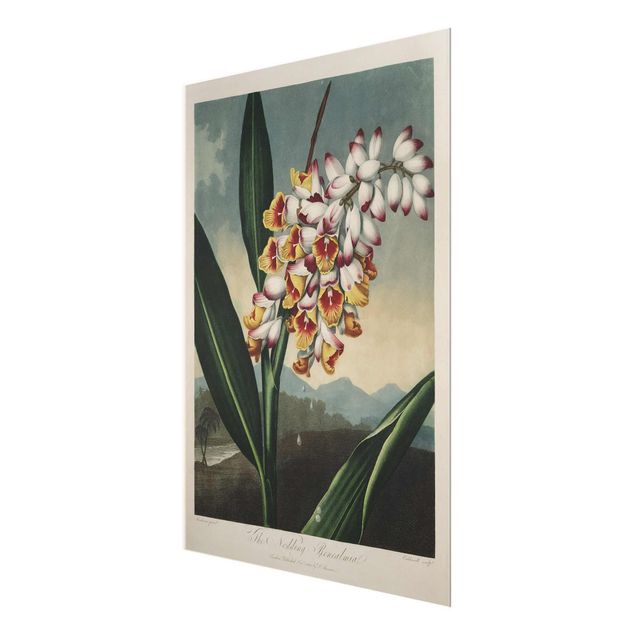 Glasbild - Botanik Vintage Illustration Ingwer mit Blüte - Hochformat 4:3