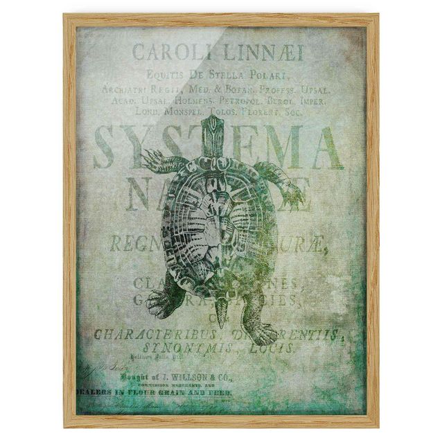 Sprüche Bilder mit Rahmen Vintage Collage - Antike Schildkröte
