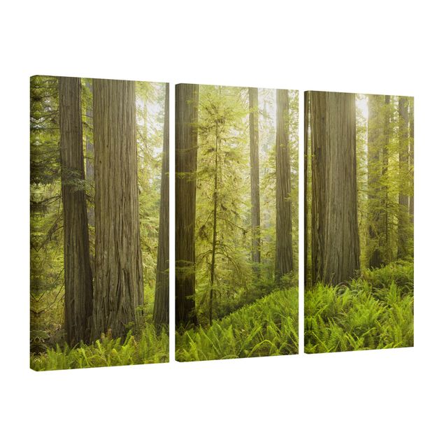 Wandbilder Wohnzimmer modern Redwood State Park Waldblick