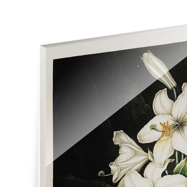 Glasbild - Botanik Vintage Illustration Weiße Lilie - Hochformat 4:3