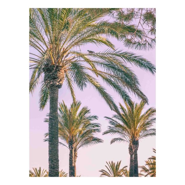 Schöne Wandbilder Palmen im Sonnenuntergang