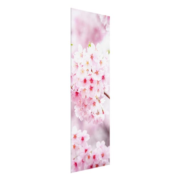 Glasbild - Japanische Kirschblüten - Panel