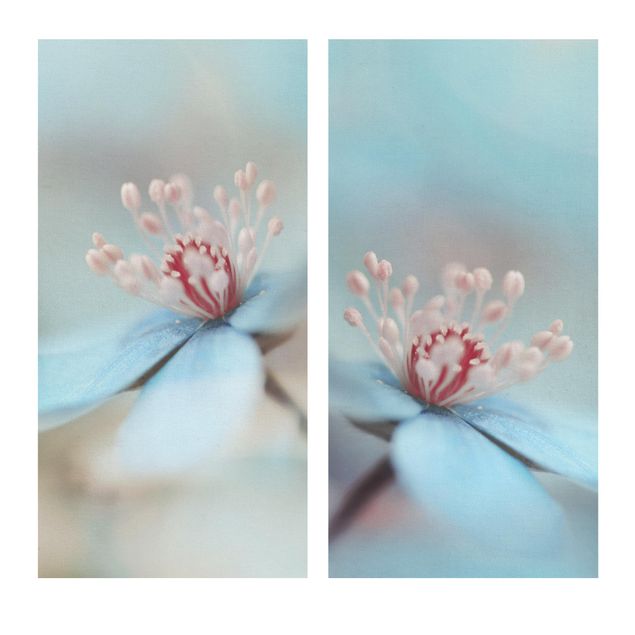 Bilder auf Leinwand Blüten in Hellblau