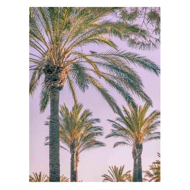Kunstdrucke auf Leinwand Palmen im Sonnenuntergang