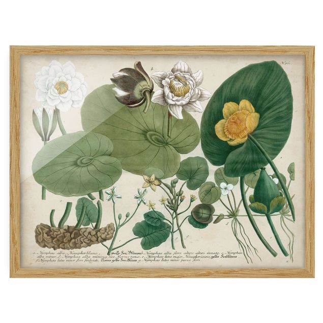 Wandbilder Vintage Illustration Weiße Wasserlilie