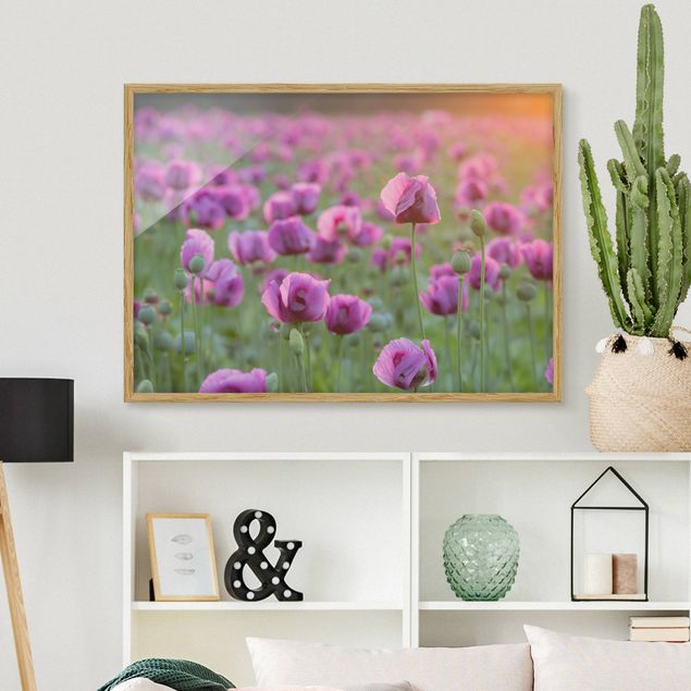 Schöne Wandbilder Violette Schlafmohn Blumenwiese im Frühling