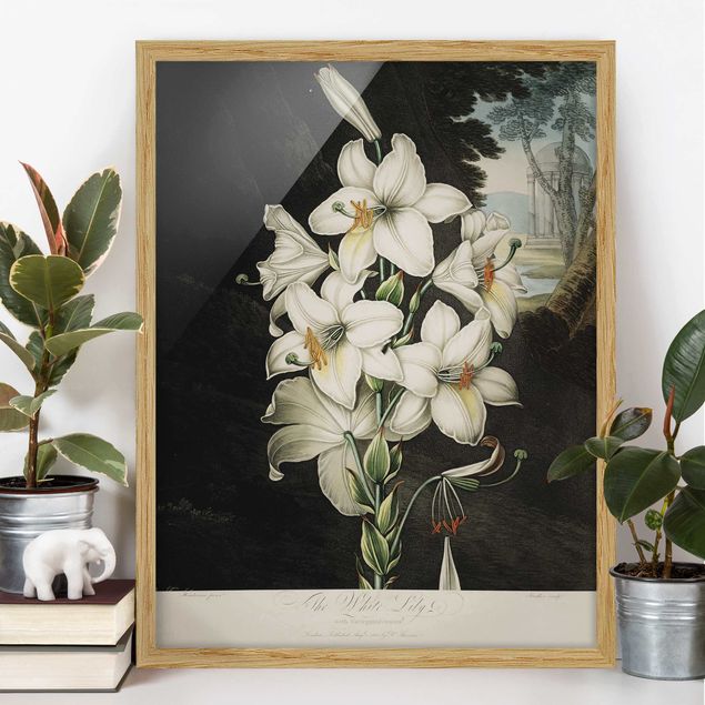 Bilder mit Rahmen Blumen Botanik Vintage Illustration Weiße Lilie