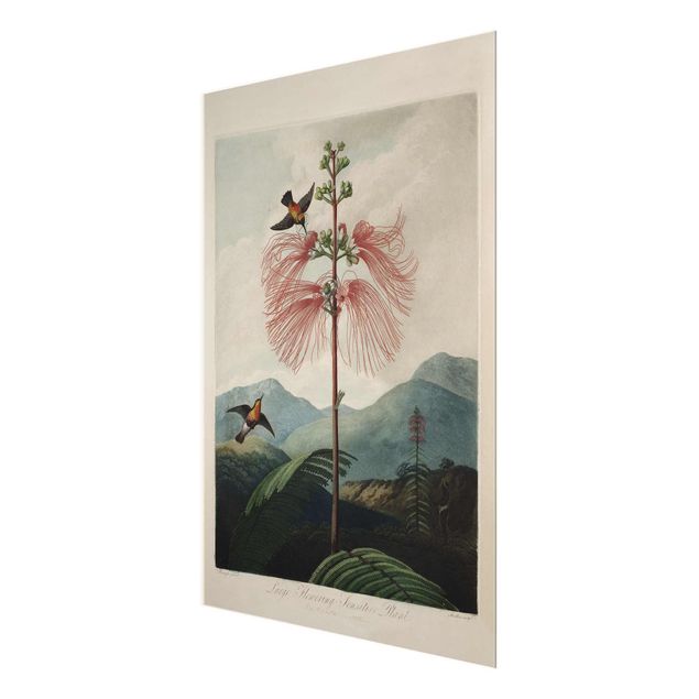 Bilder auf Glas Botanik Vintage Illustration Blüte und Kolibri