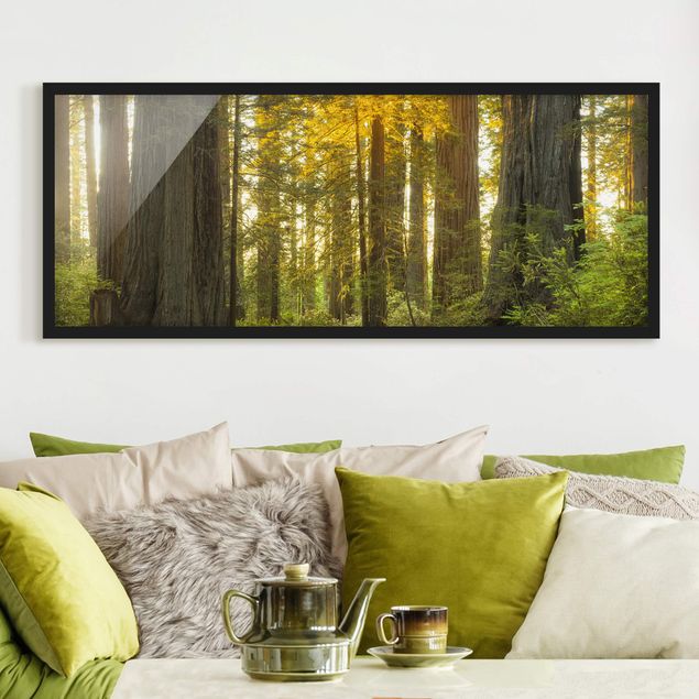 Natur Bilder mit Rahmen Redwood National Park