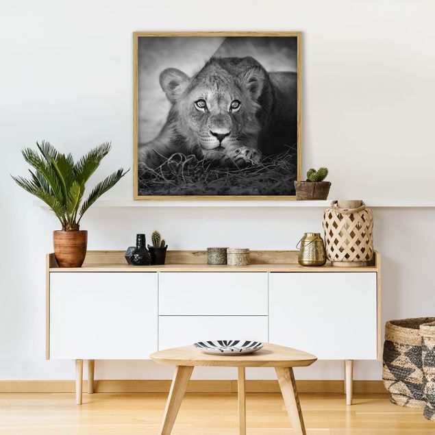 Schöne Wandbilder Lurking Lionbaby