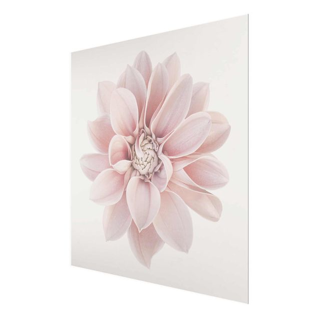 Glasbild - Dahlie Blume Pastell Weiß Rosa - Quadrat 1:1