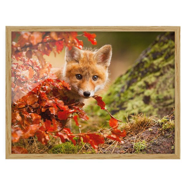 Gerahmte Bilder Natur Fuchs im Herbst