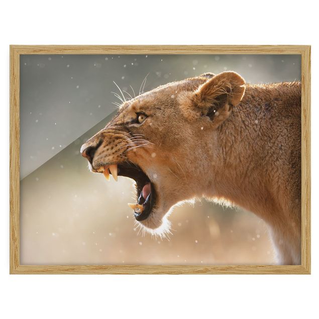 Natur Bilder mit Rahmen Löwin auf der Jagd