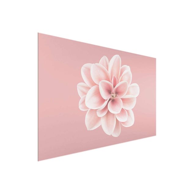 Schöne Wandbilder Dahlie Rosa Blush Blume Zentriert