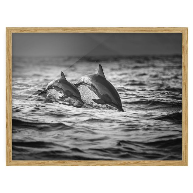 Gerahmte Bilder Zwei springende Delfine