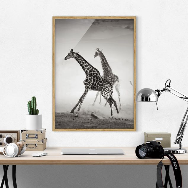 Bilder mit Rahmen Schwarz-Weiß Giraffenjagd
