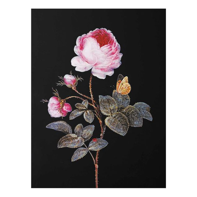 Wandbilder Barbara Regina Dietzsch - Die hundertblättrige Rose