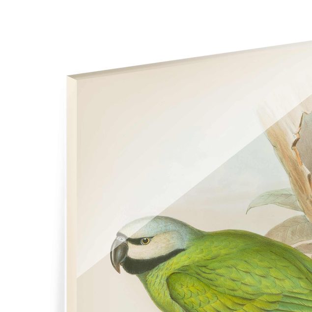 Glasbild - Vintage Illustration Tropische Vögel II - Hochformat 4:3
