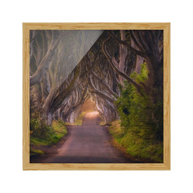 Bild mit Rahmen - Tunnel aus Bäumen - Quadrat 1:1
