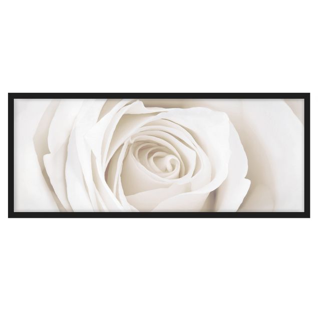 Bild mit Rahmen - Pretty White Rose - Panorama Querformat
