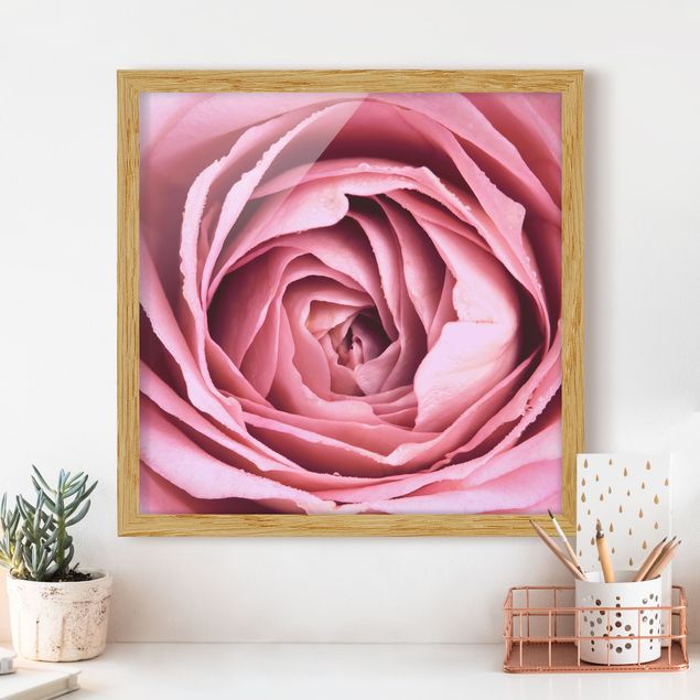 Bilder mit Rahmen Blumen Rosa Rosenblüte