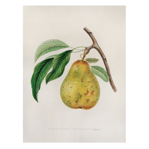 Bilder auf Leinwand Botanik Vintage Illustration Gelbe Birne