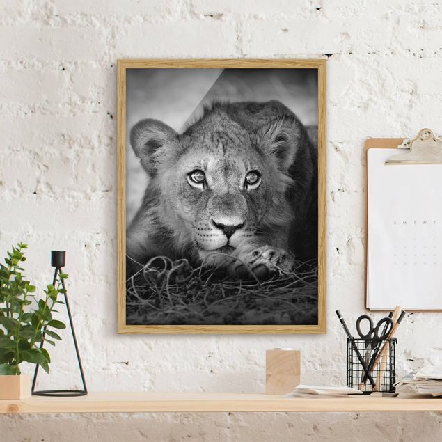 Schwarz-Weiß Bilder mit Rahmen Lurking Lionbaby