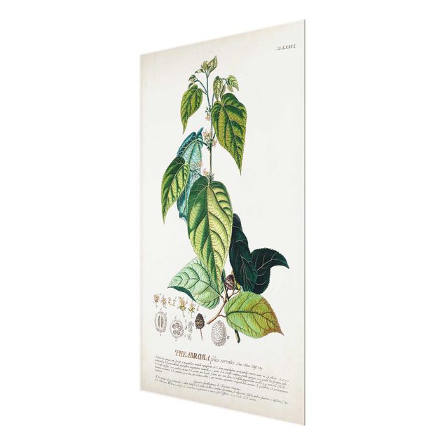 Glasbilder Vintage Botanik Illustration Kakao