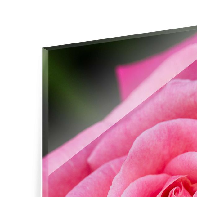 Glasbilder Pinke Rosenblüte vor Grün