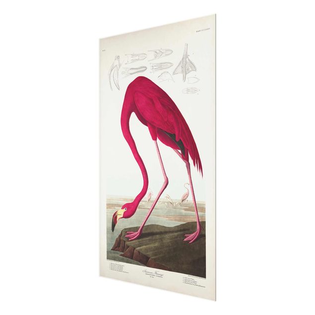 Glasbilder Vintage Lehrtafel Amerikanischer Flamingo