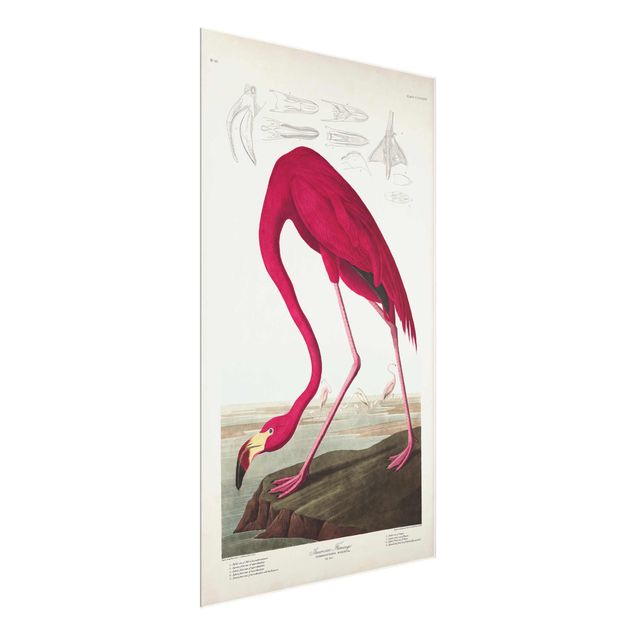 Glasbilder Natur Vintage Lehrtafel Amerikanischer Flamingo
