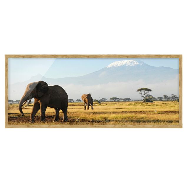 Wandbilder mit Rahmen Elefanten vor dem Kilimanjaro in Kenya