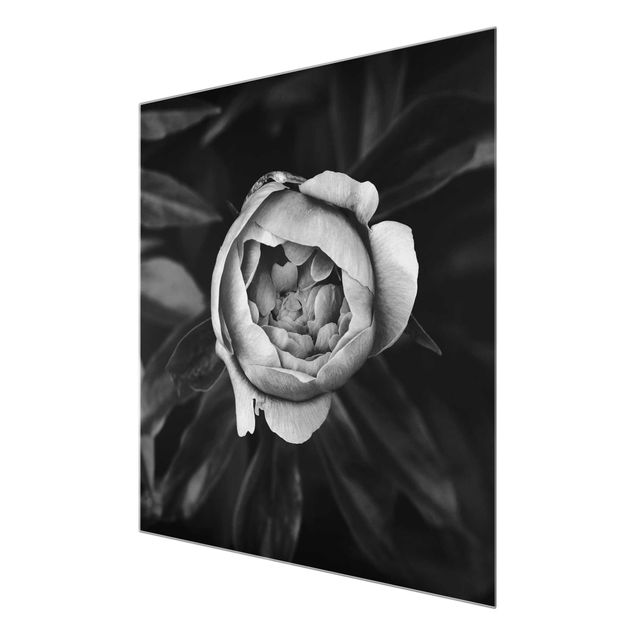 Schöne Wandbilder Pfingstrosenblüte vor Blättern Schwarz Weiß