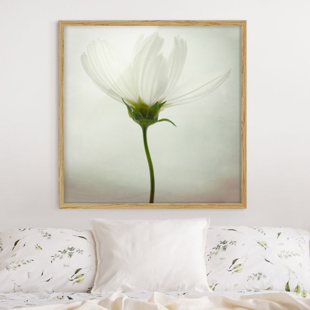 Blumen Bilder mit Rahmen Weiße Cosmea