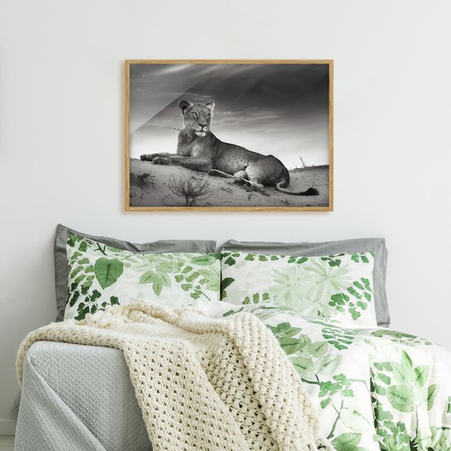 Gerahmte Bilder Schwarz-Weiß Resting Lion