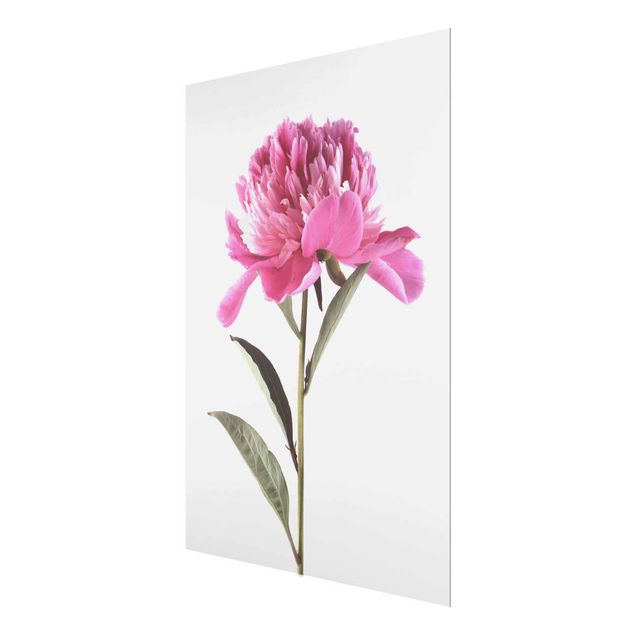 Bilder für die Wand Blühende Pfingstrose Pink auf Weiß