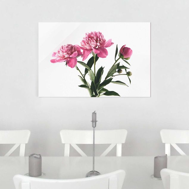 Glasbilder Rose Blüten und Knospen Pink auf Weiß