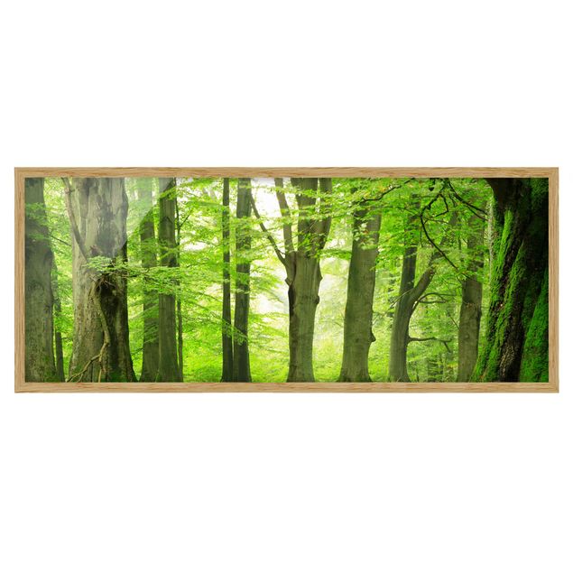 Bild mit Rahmen - Mighty Beech Trees - Panorama Querformat