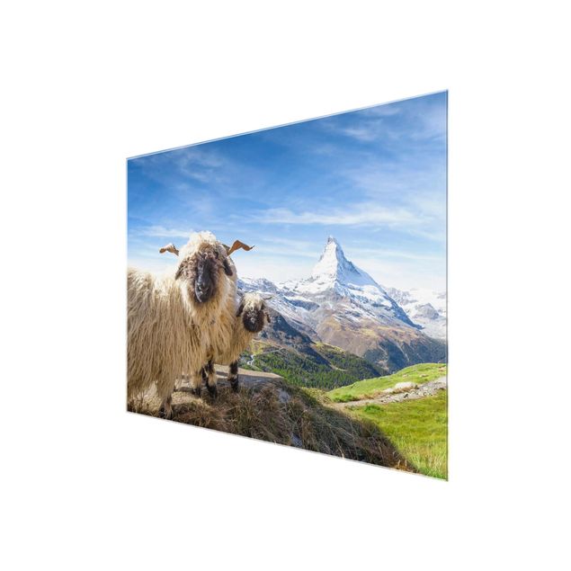 Glasbild - Schwarznasenschafe von Zermatt - Querformat 4:3