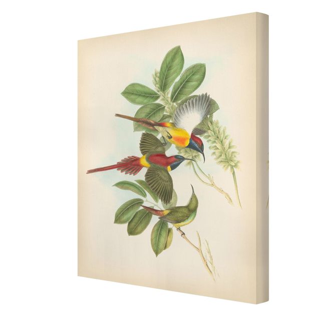 Retro Wandbilder Vintage Illustration Tropische Vögel III